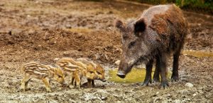 Familienabenteuer im Wildgehege Brück: Natur hautnah erleben in Köln