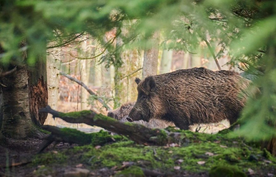 Wildpark Duennwald