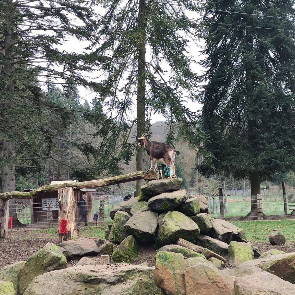 Wildfreigehege Weißhauswald Trier
