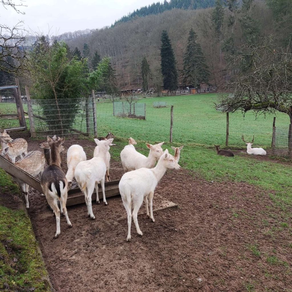 Wildfreigehege Weißhauswald Trier Reh