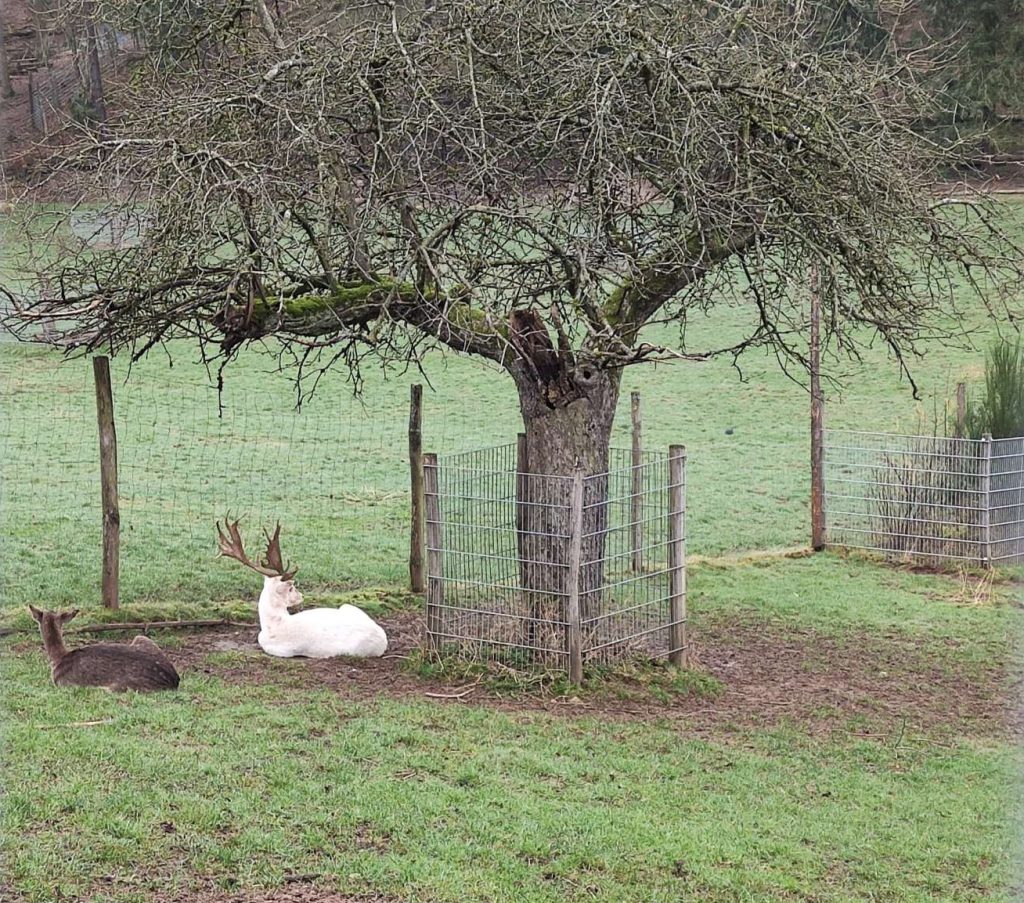 Wildfreigehege Weißhauswald Trier Reh