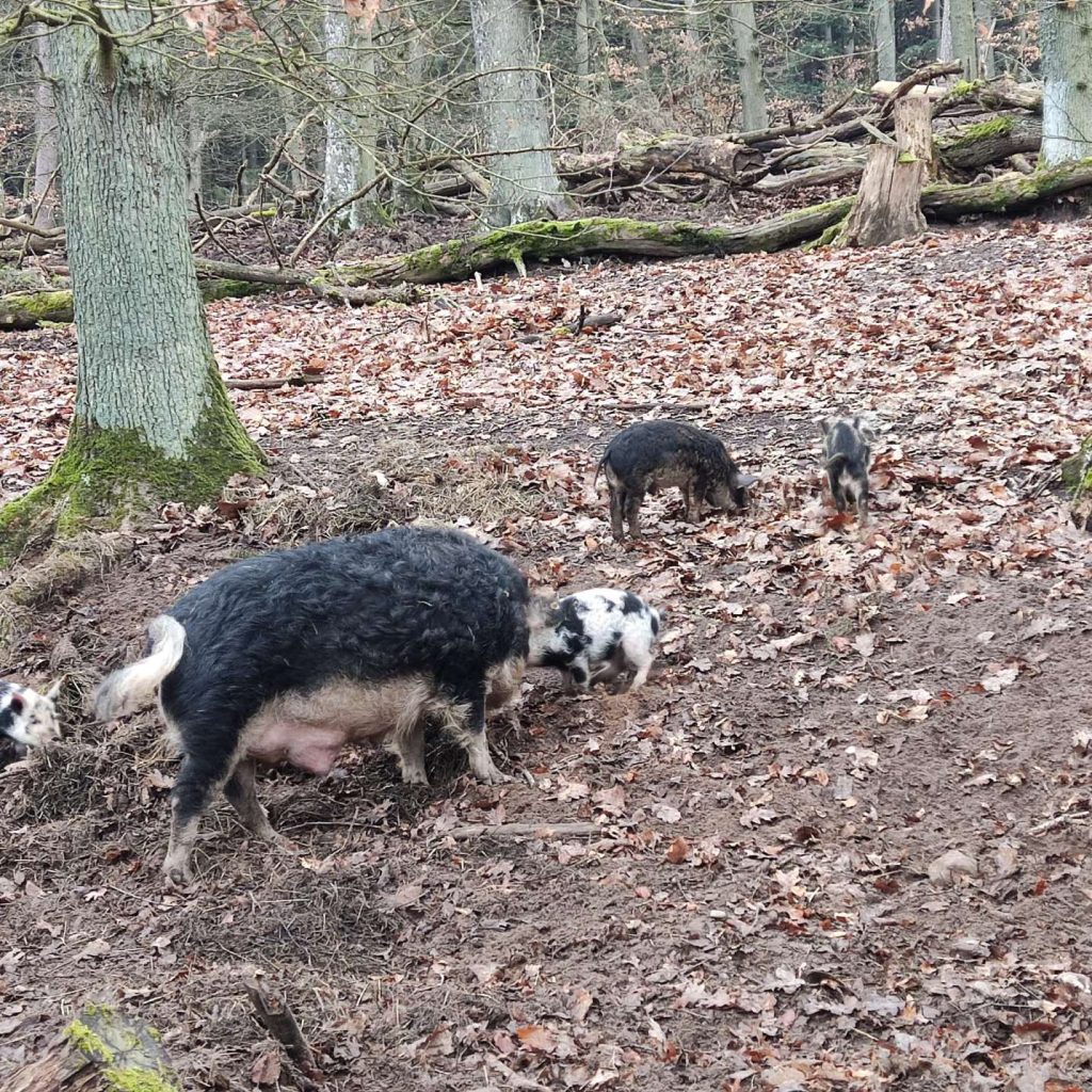 Wildfreigehege Weißhauswald Trier Wildscheweine