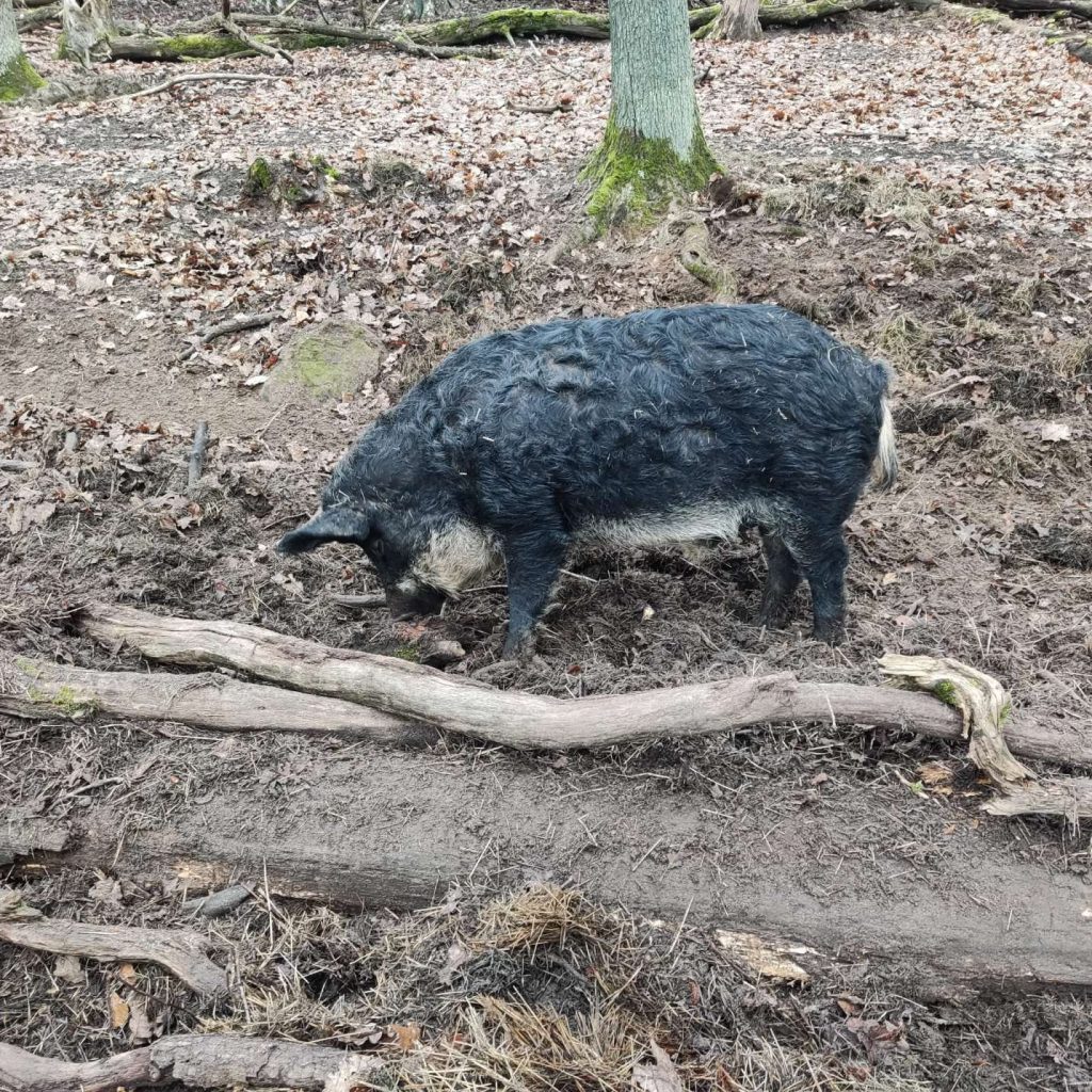 Wildfreigehege Weißhauswald Trier Wildscheweine