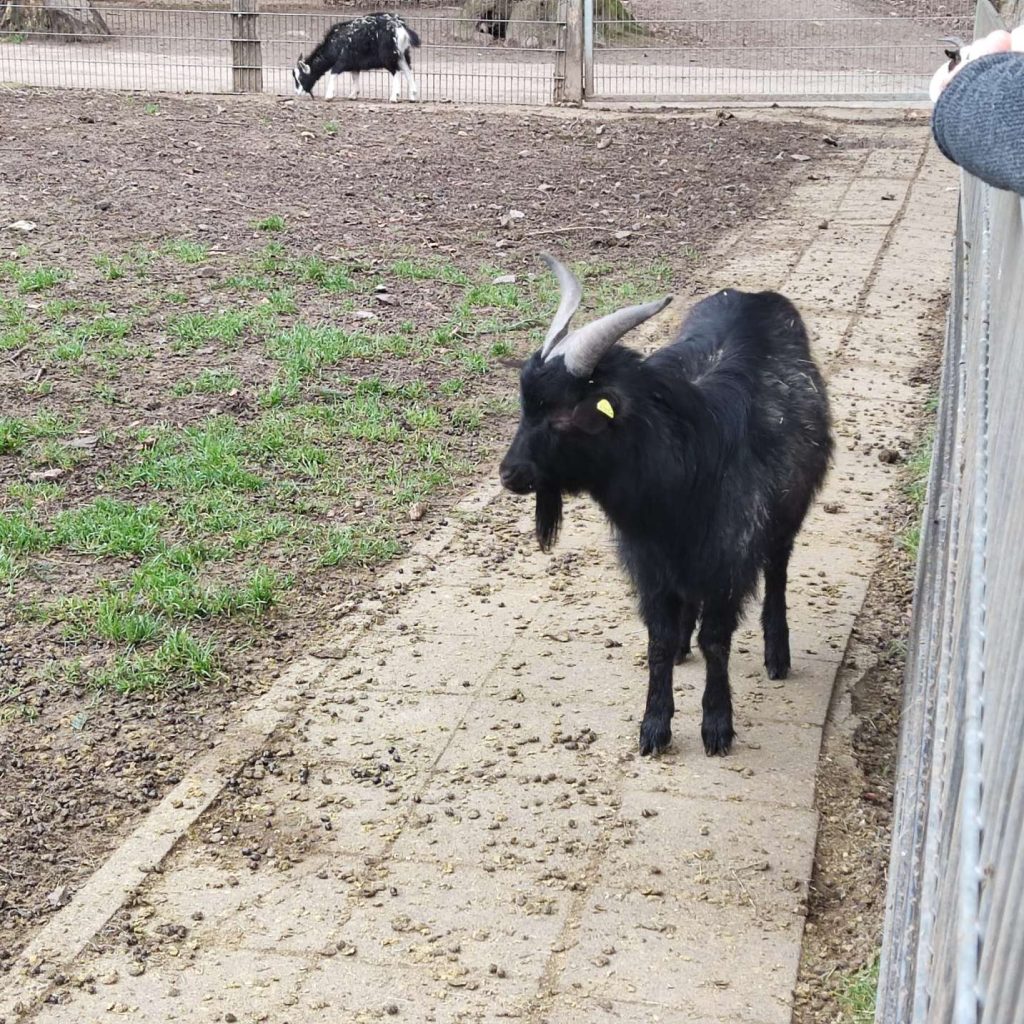 Wildfreigehege Weißhauswald Trier Ziegen