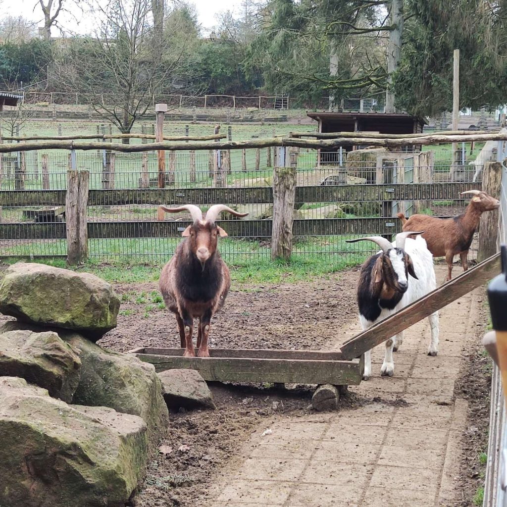 Wildfreigehege Weißhauswald Trier Ziegen
