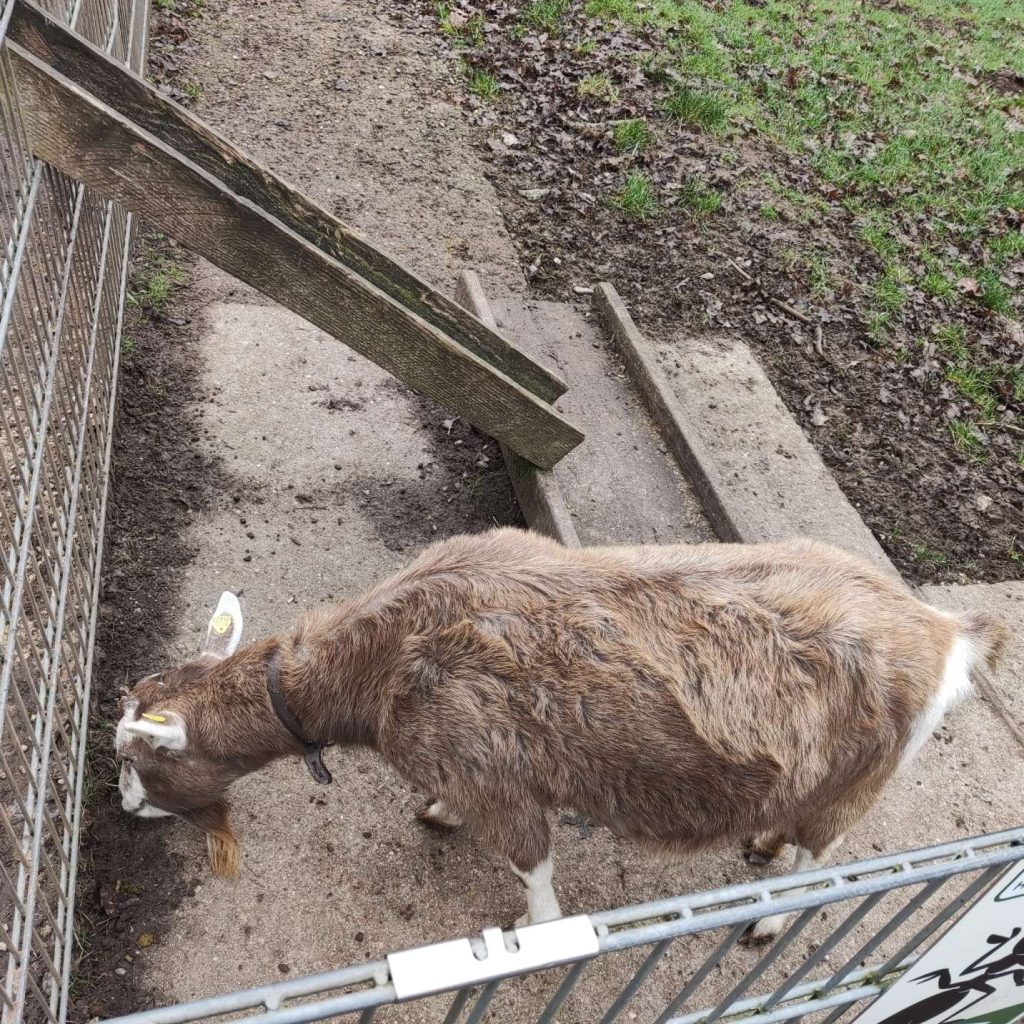 Wildfreigehege Weißhauswald Trier Ziegen