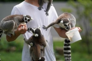 Affen- und Vogelpark Eckenhagen – der beste Affenpark in NRW