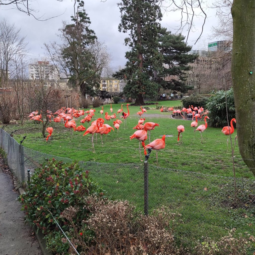 flamingos in Kölner Zoo