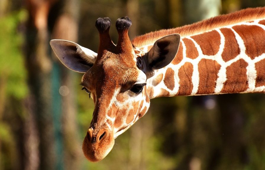 gaia zoo