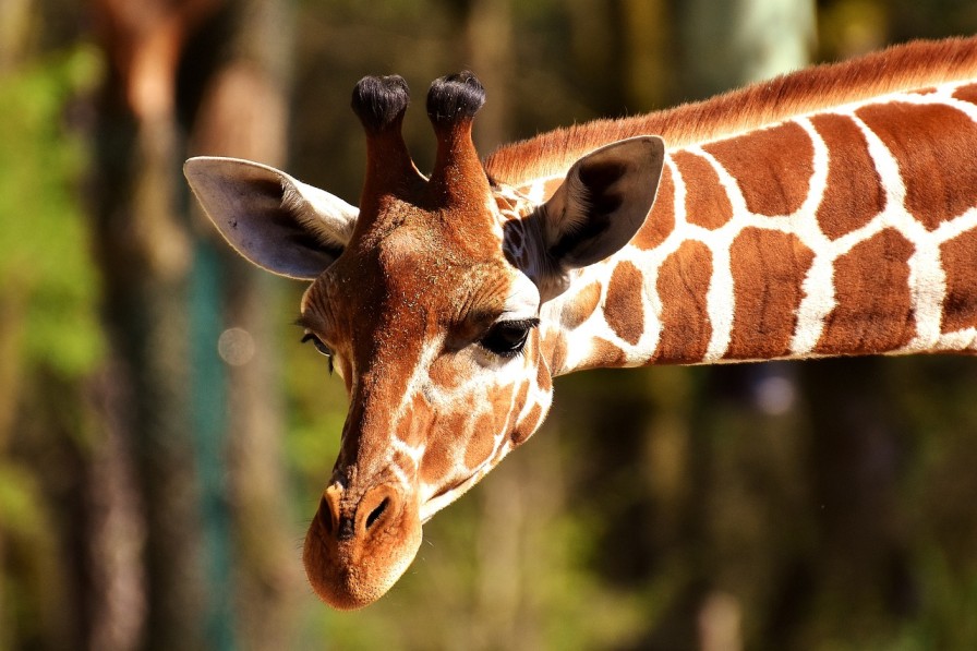 gaia zoo