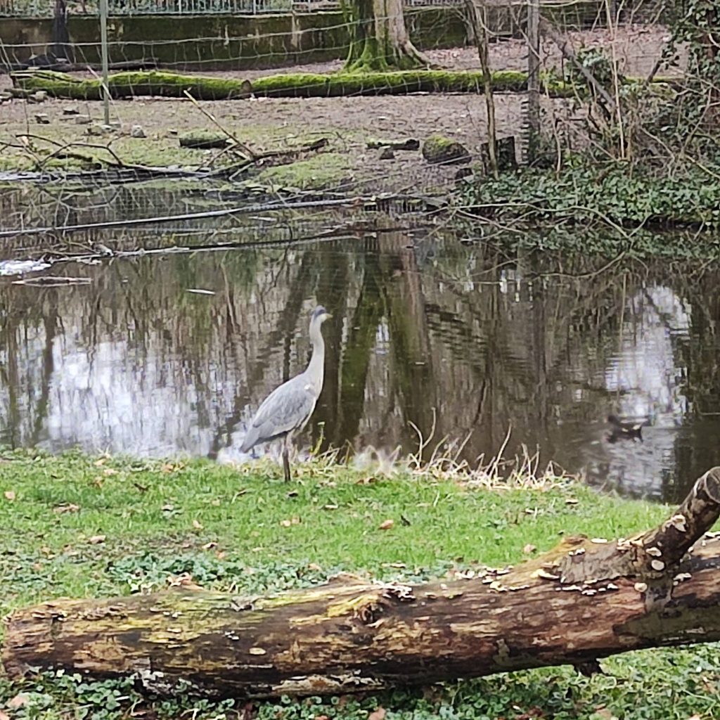 vogel in Kölner Zoo