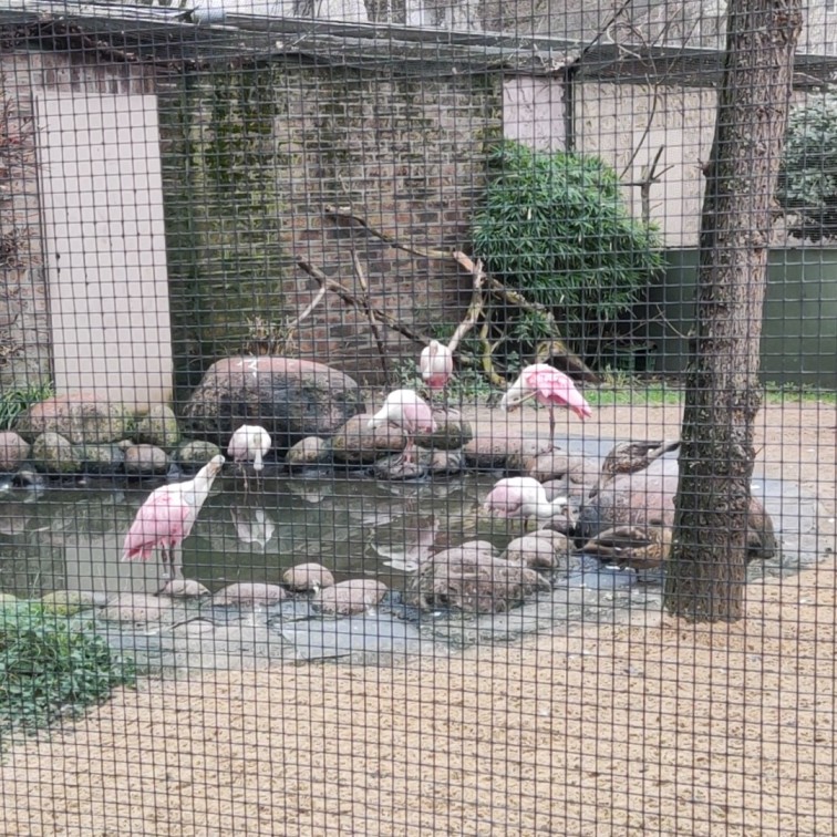 vogel in Kölner Zoo