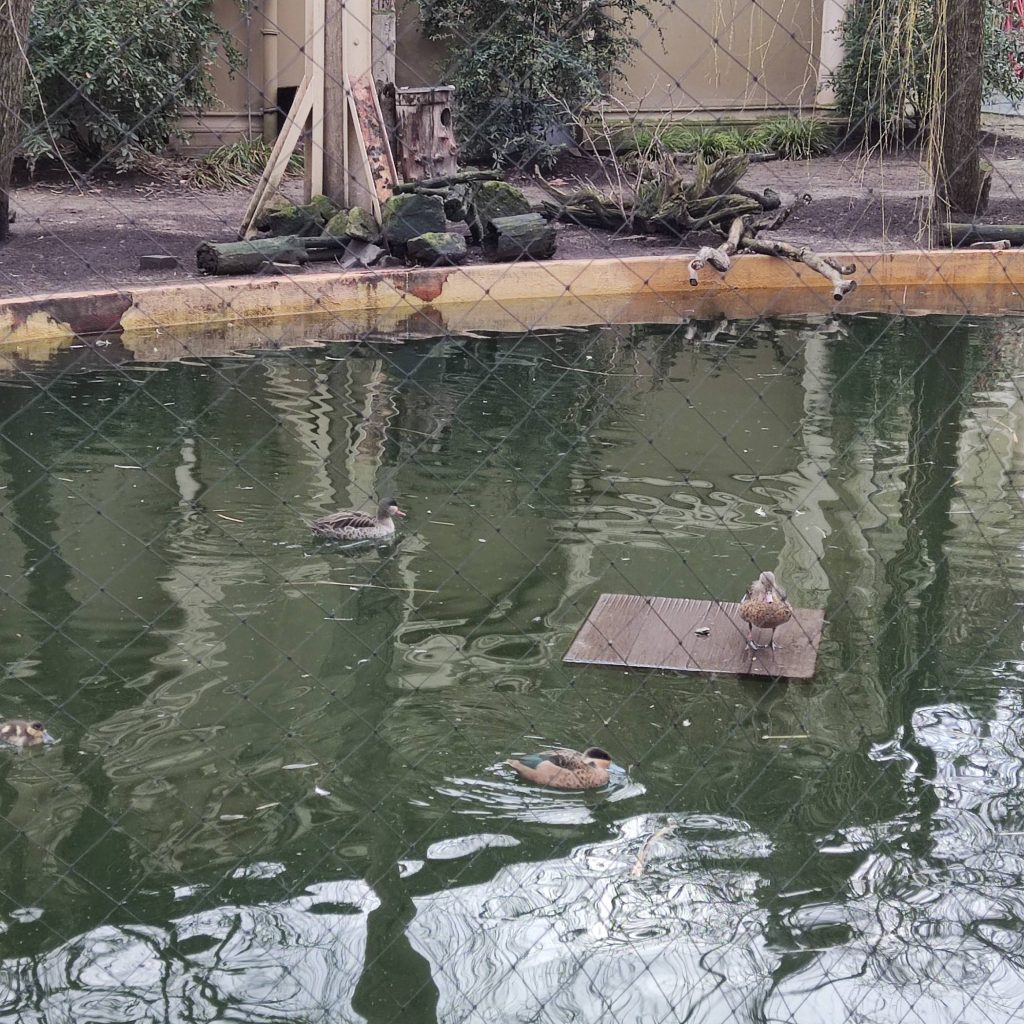 vogel in Kölner Zoo