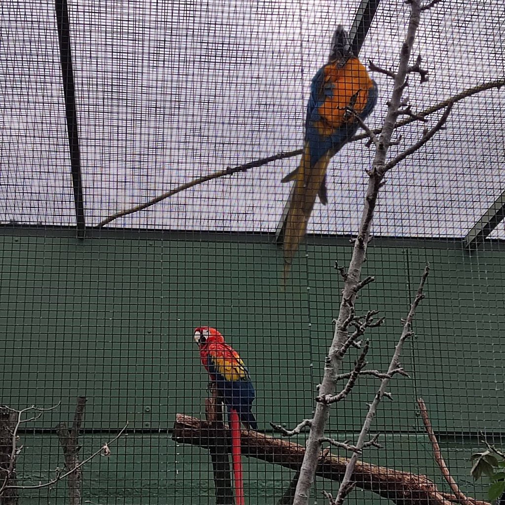 vogel in Kölner Zoo