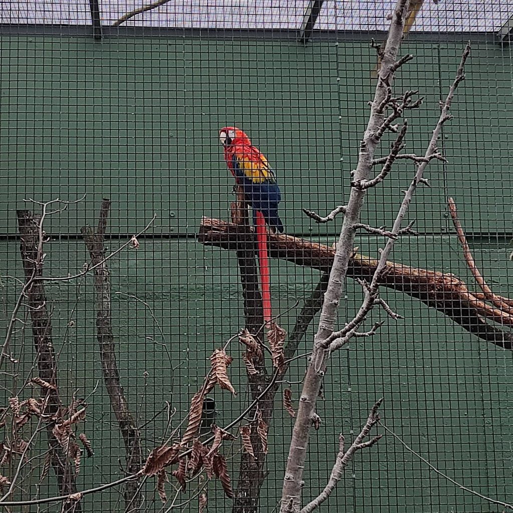 vogel in Kölner Zoo