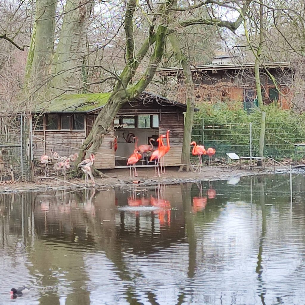 flamingos in Kölner Zoo