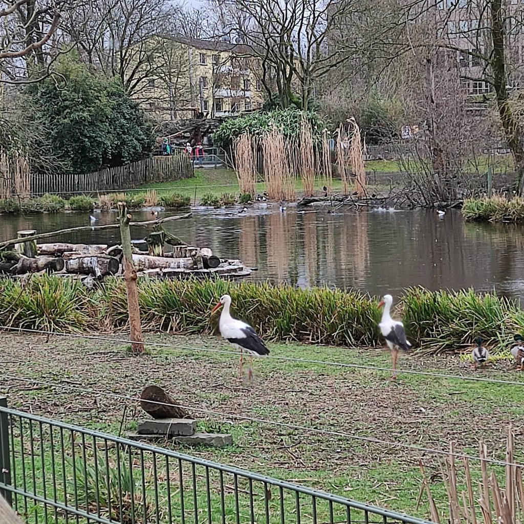 vogel in Kölner Zoo