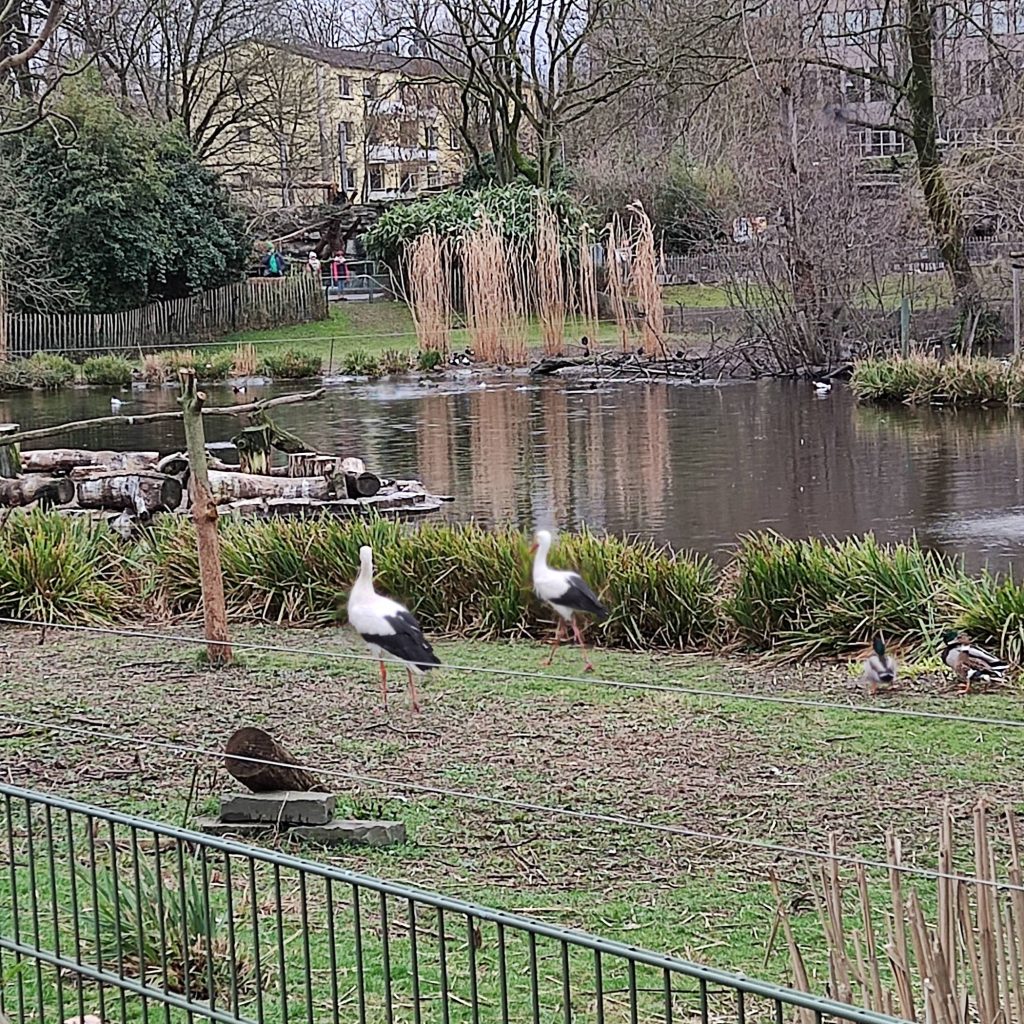 vogel in Kölner Zoo