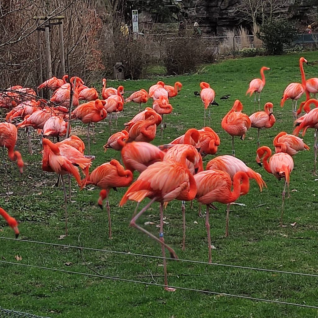 flamingos in Kölner Zoo