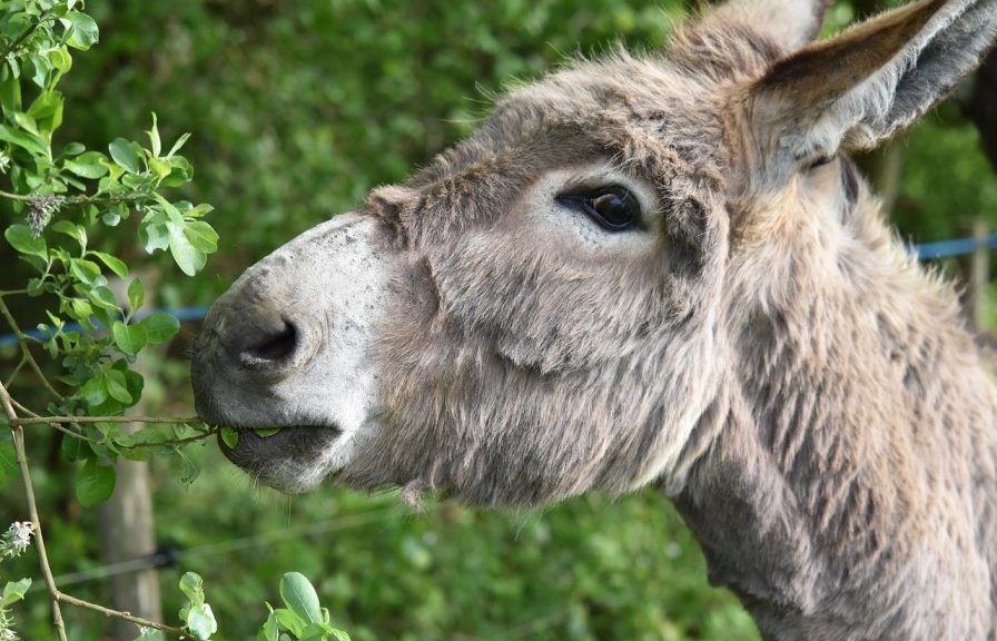 wildpark daun