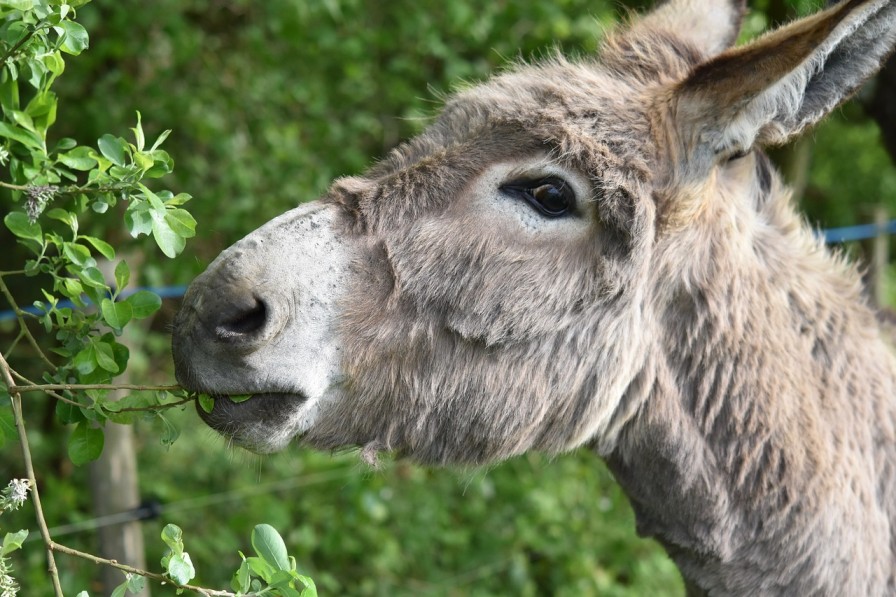 wildpark daun