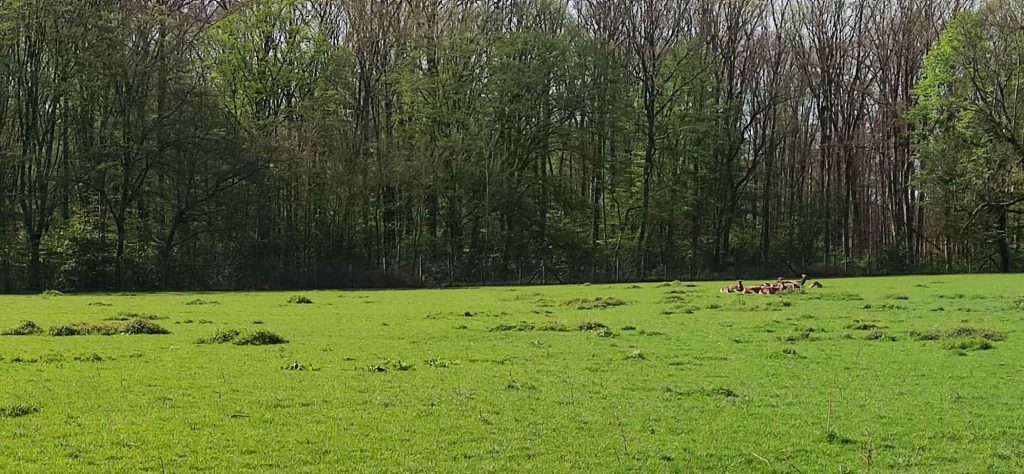 Gut Leidenhausen