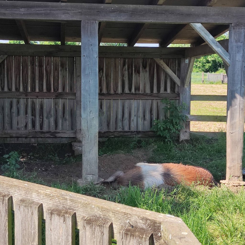 Glessener Muehlenhof Tiere