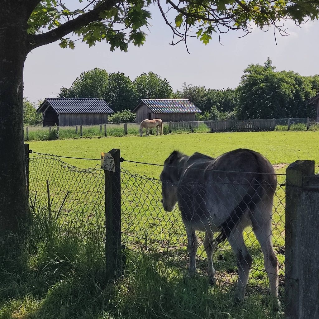 Glessener Muehlenhof Tiere